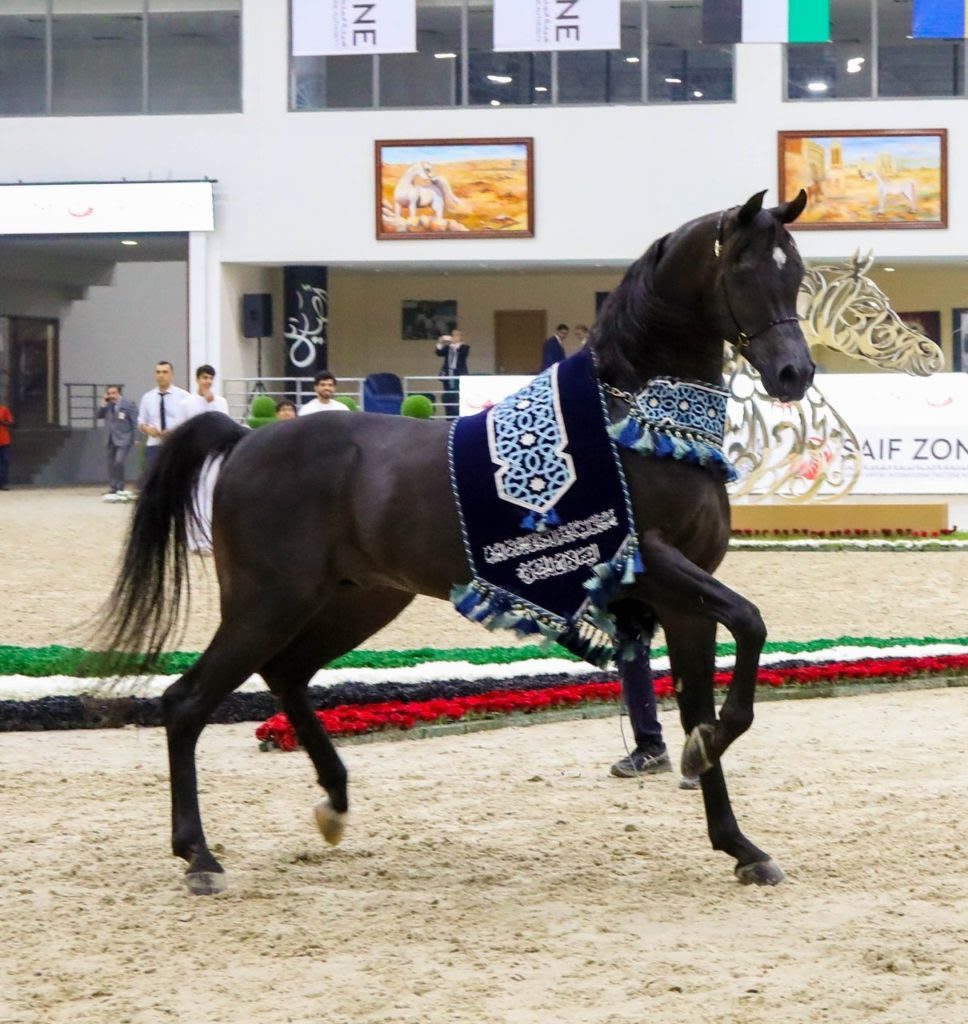 مربط دبي يسجل مجداً قياسياً في السلالة المصرية بالشارقة