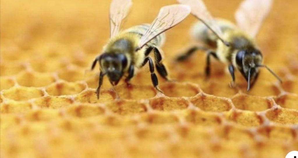 وباء قاتل تظهر أعراضه بعد 6 أيام ينتشر في بريطانيا