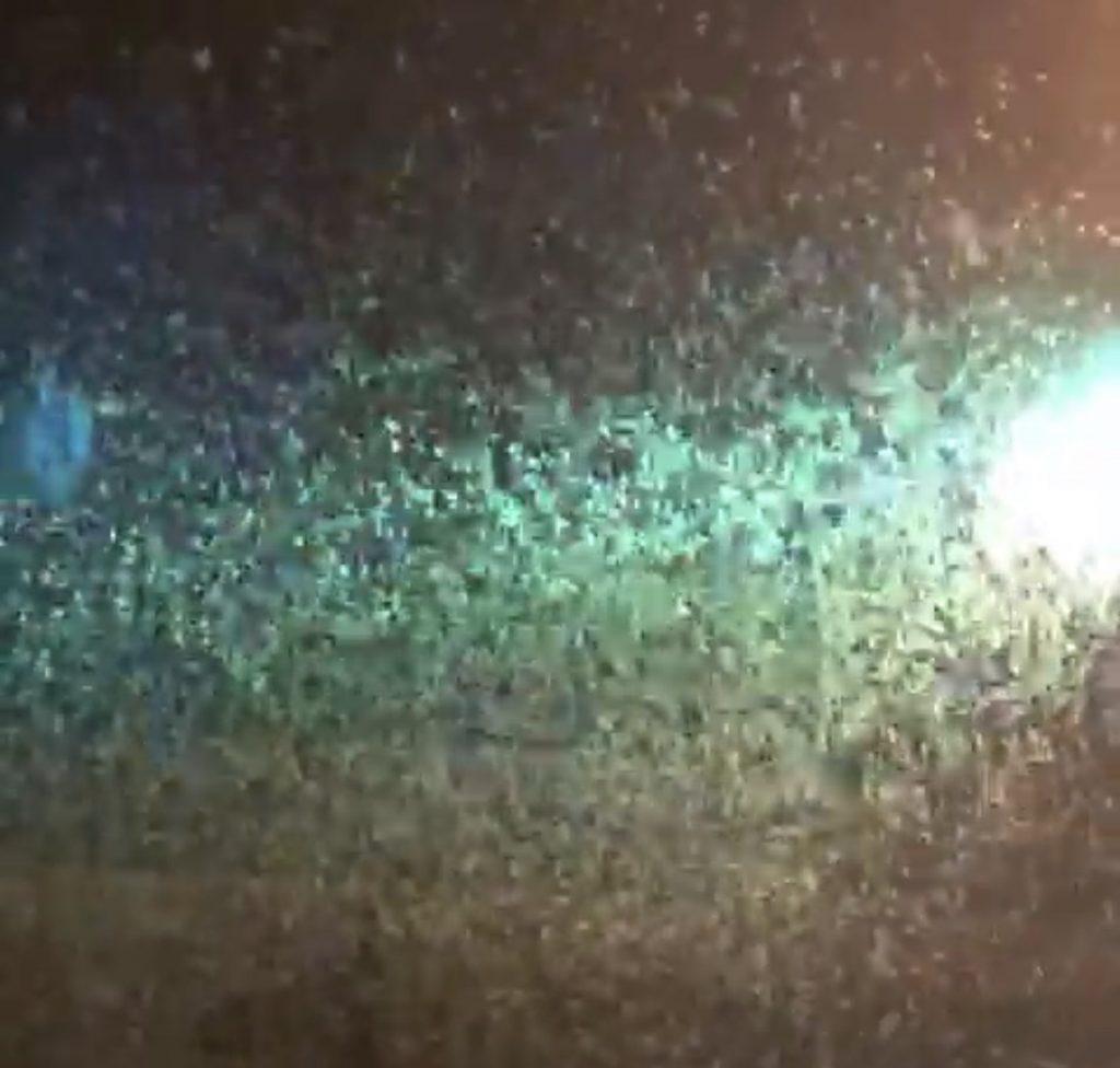 (بالفيديو) نمل طيار في بيروت