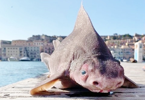 رصد سمكة قرش برأس خنزير في جزيرة ألبا الإيطالية